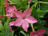 Nicotiana Pink